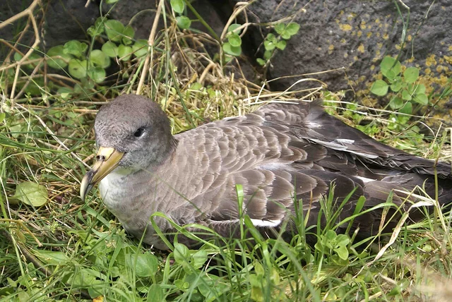 Cagarro com plumagem cinzenta e branca nos Açores